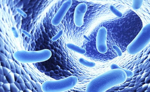 美一項醫(yī)學研究發(fā)現(xiàn) 微生物群改變可能影響記憶學習能力